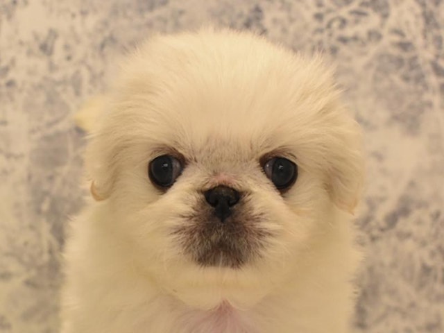 東京都のペキニーズ (ペッツワン昭島店/2023年9月4日生まれ/男の子/ホワイト)の子犬